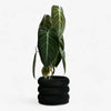 Textuur houten plantenpot - BUBBLES