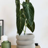 Textuur houten plantenpot - BUBBLES