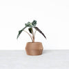 Unieke binnen plantenpot - Beige, zwart, groen, wit, terracotta - DISSIPAT
