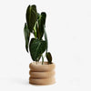 Textuur houten plantenpot - BUBBLES