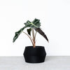 Unieke binnen plantenpot - Beige, zwart, groen, wit, terracotta - DISSIPAT