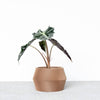 Unieke binnen plantenpot - Beige, zwart, groen, wit, terracotta - DISSIPAT