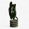 Textuur houten plantenpot - BUBBLES