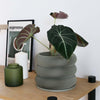 Textuur houten plantenpot - BUBBLES