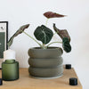 Textuur houten plantenpot - BUBBLES