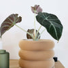Textuur houten plantenpot - BUBBLES