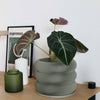 Textuur houten plantenpot - BUBBLES