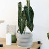 Textuur houten plantenpot - BUBBLES