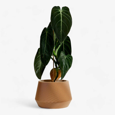 Geometrische houten plantenbak OSLO, ideaal voor groene planten